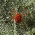 Ixodes_ricinus_D8193_Z_88_Bij afgraving_Nederland